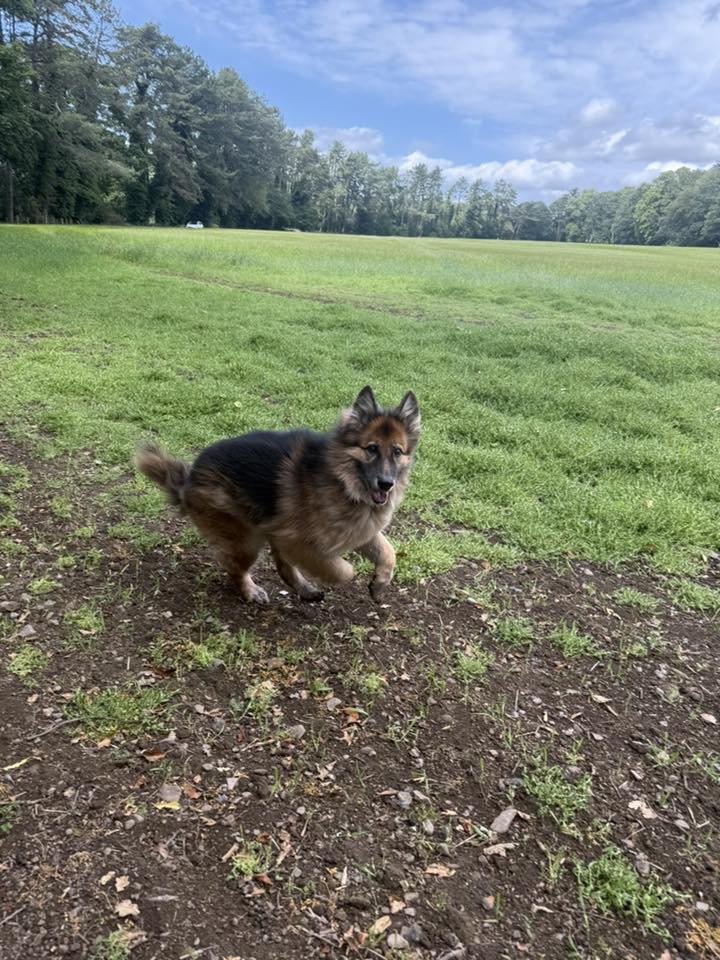 Dog 4