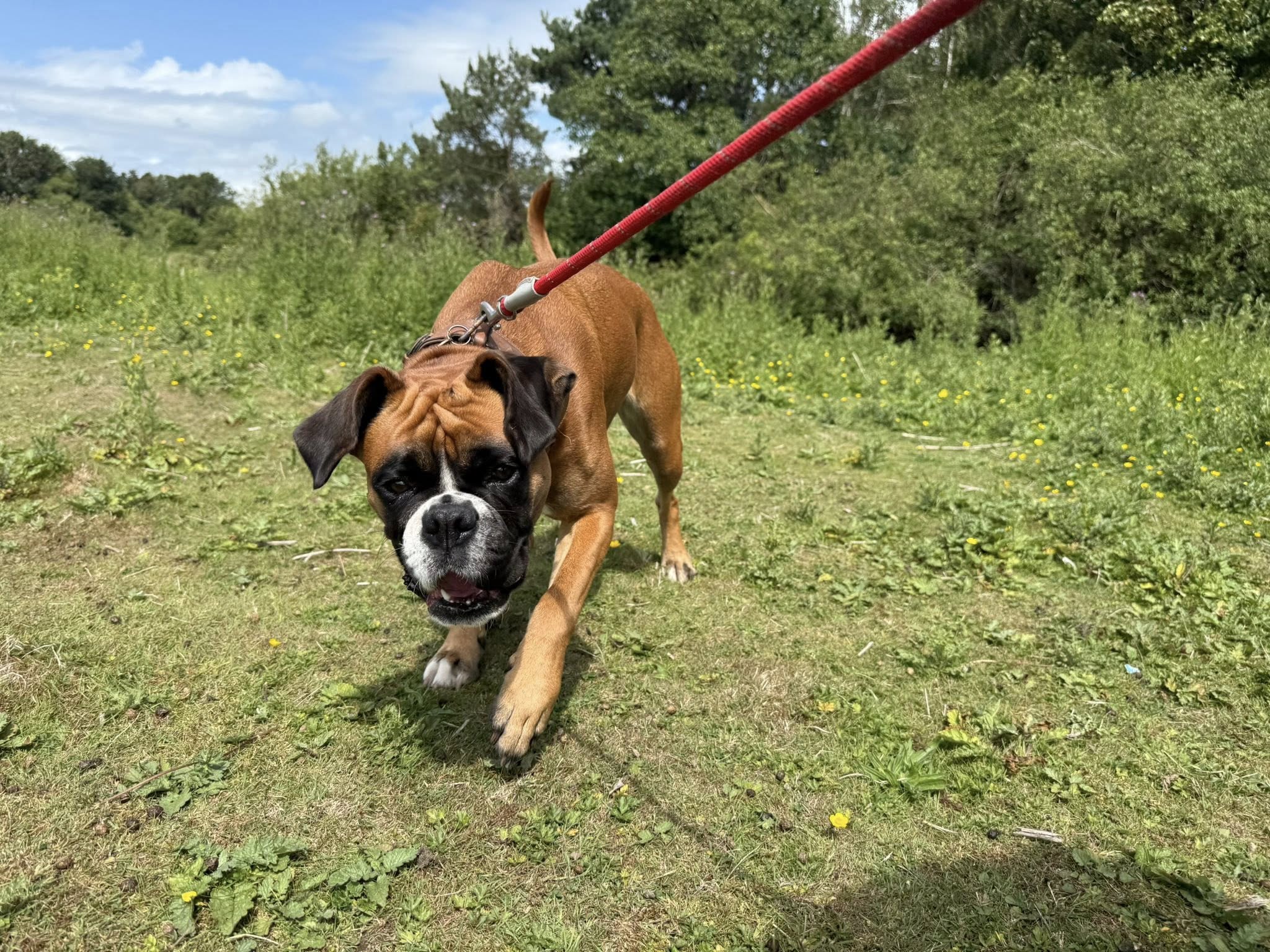 Dog 5
