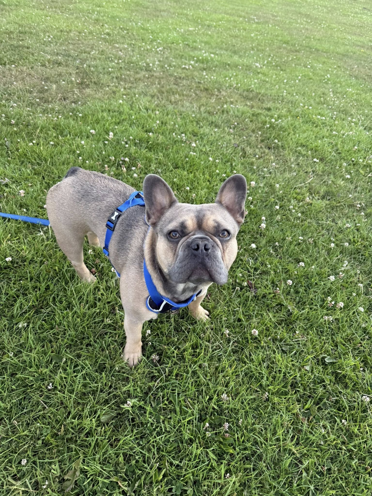 Dog 6